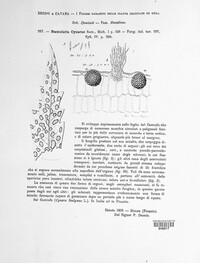 Ramularia cynarae image